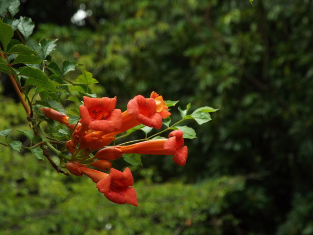 DSCF0249