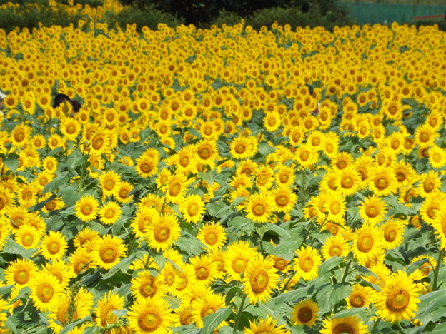 DSCF0022