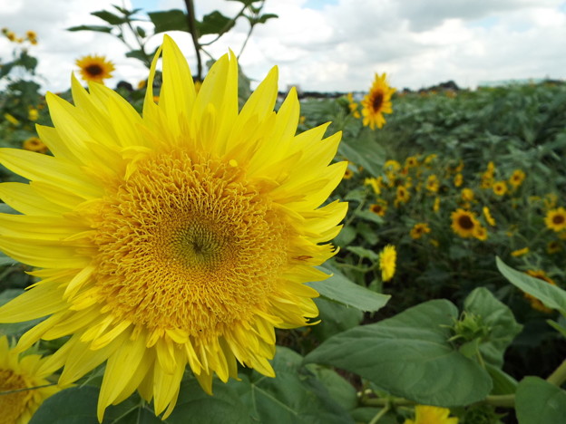 DSCF0010