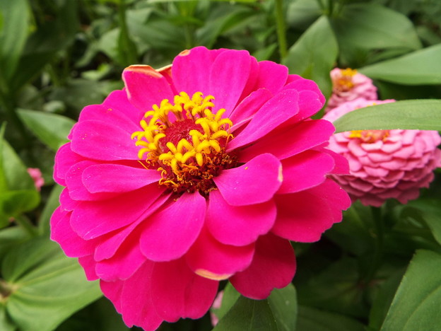 DSCF0436