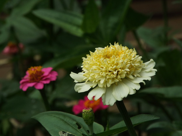 DSCF0440