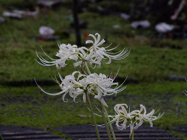 DSCF0015
