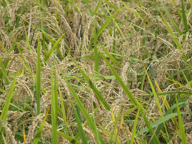 DSCF0353