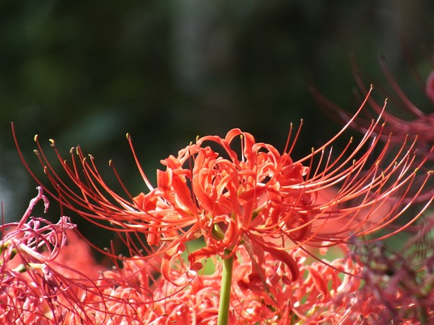 DSCF0217