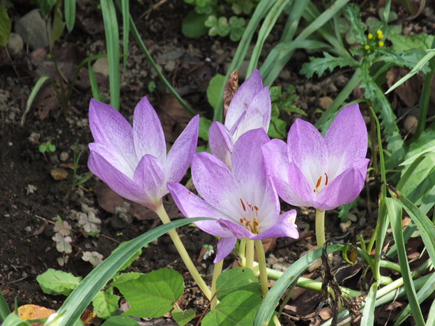 DSCF0306