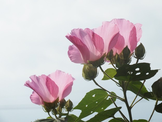 DSCF0324