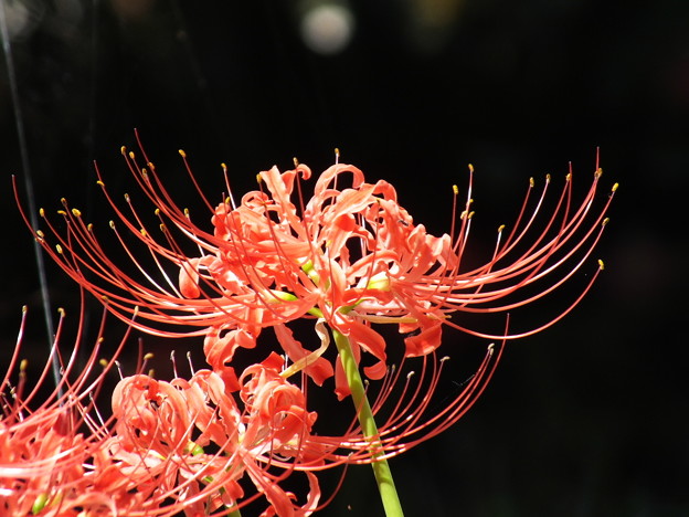 DSCF0052