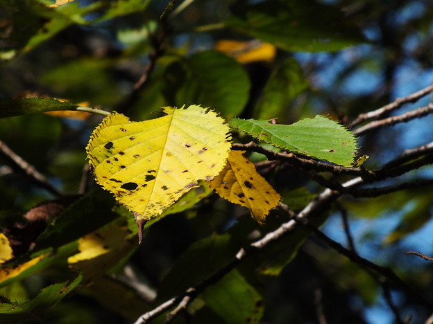 DSCF0017