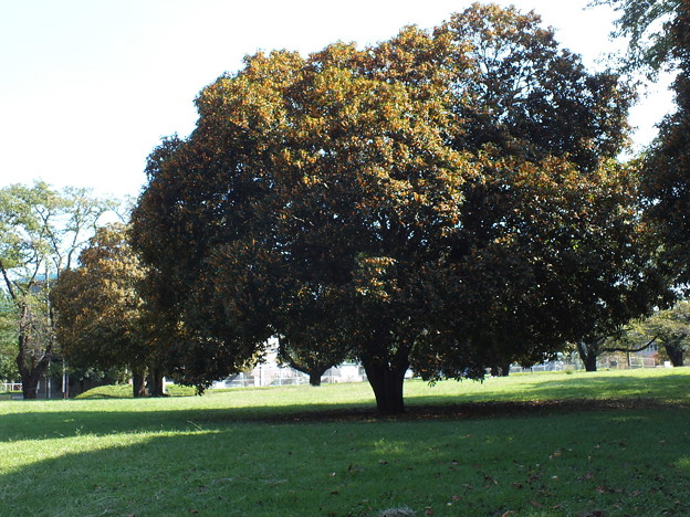 DSCF0053