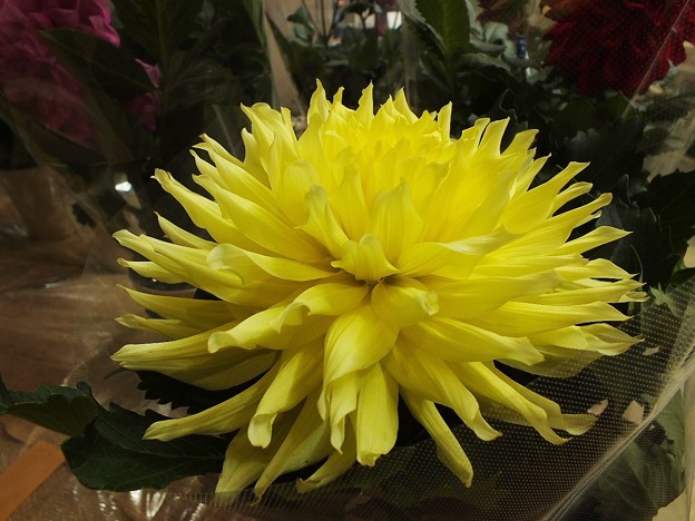 DSCF0626