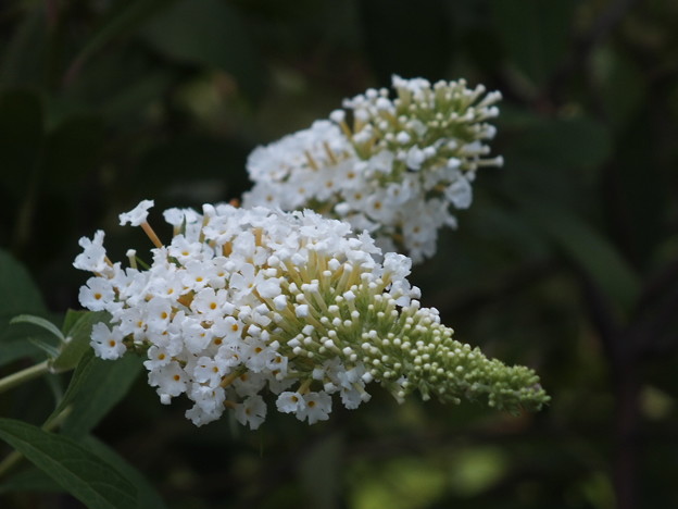 DSCF0784