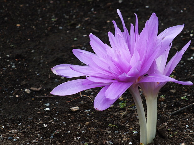 DSCF0274