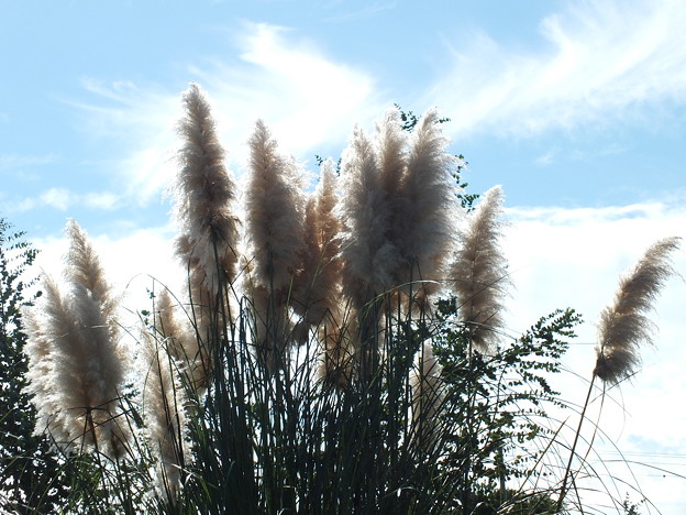 DSCF0029