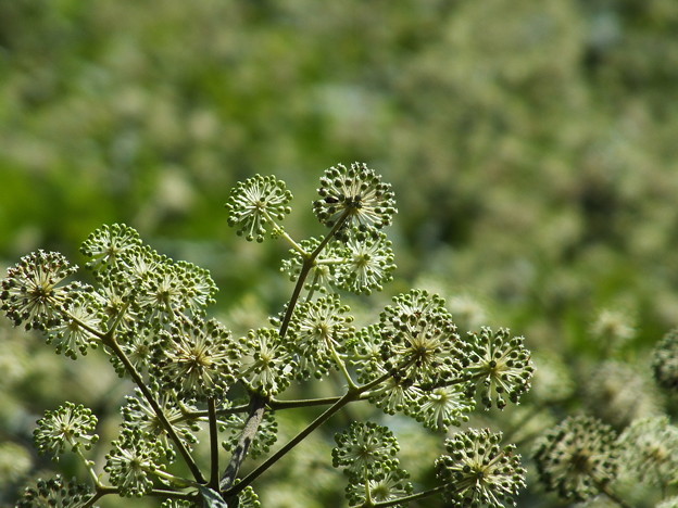 DSCF0077