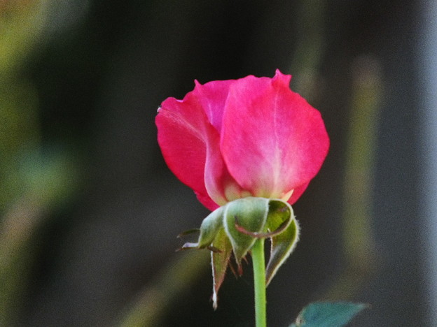 DSCF0359