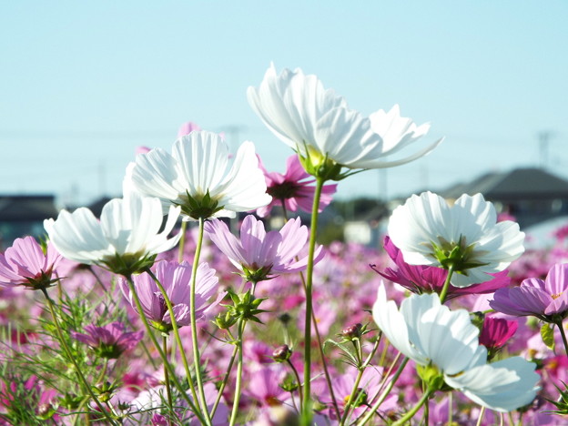 DSCF0160