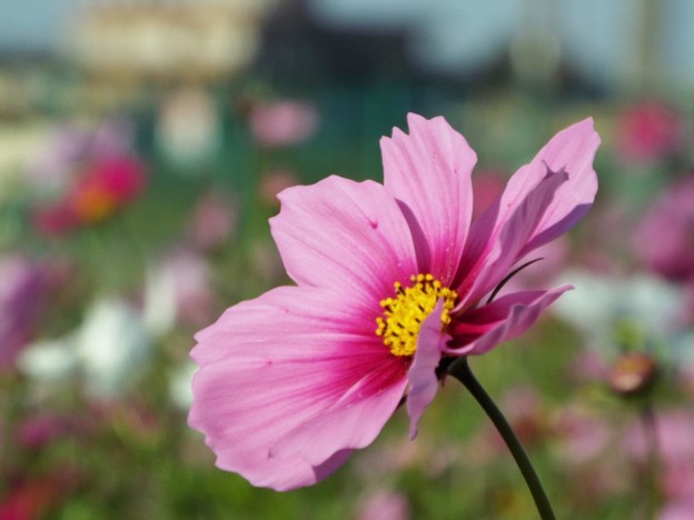 DSCF0204