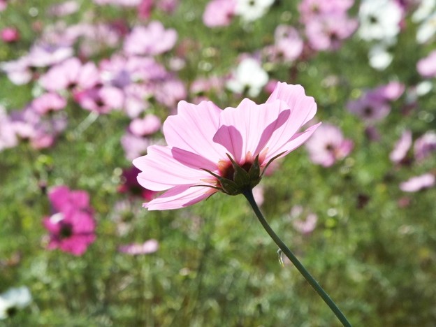 DSCF0066