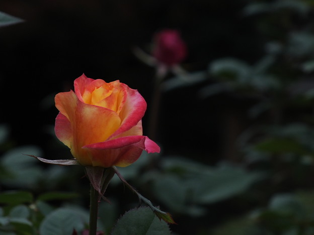 DSCF0222