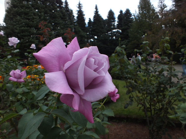 DSCF0236