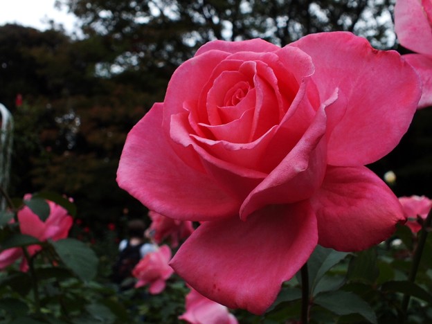DSCF0259