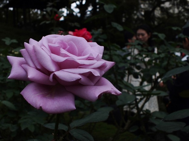DSCF0299
