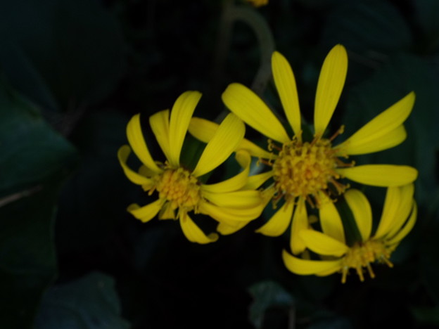 DSCF0231
