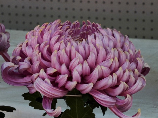 DSCF0059