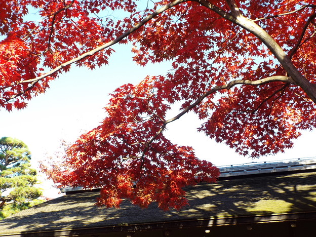 DSCF0427