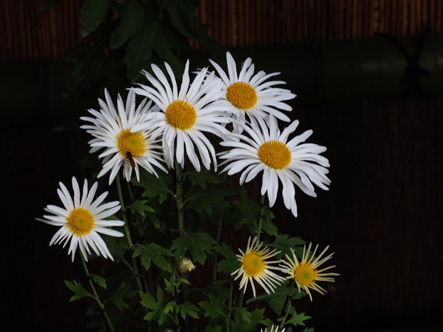 DSCF0198