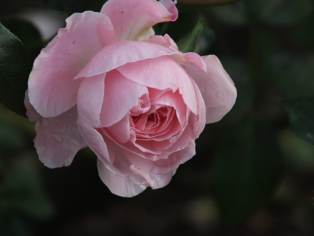 DSCF0449