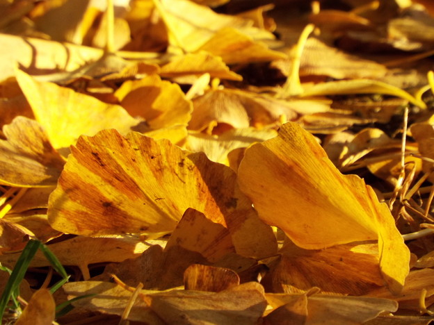DSCF0649