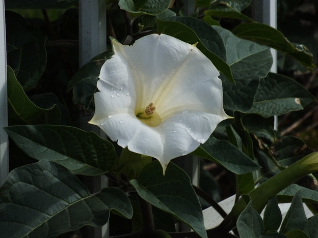 DSCF0078