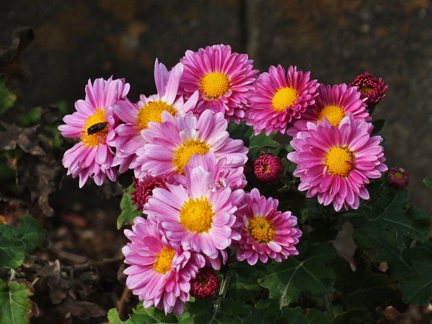 DSCF0160