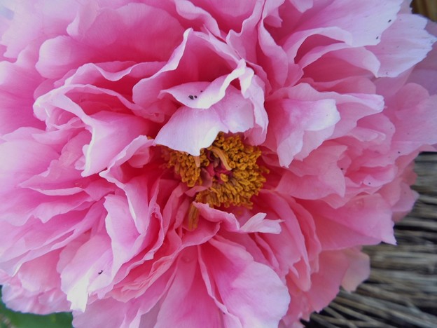 DSCF0080