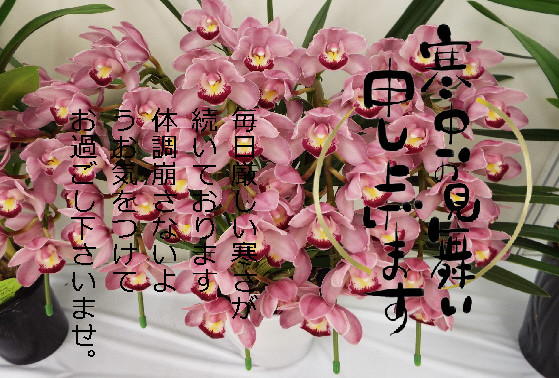 寒中6