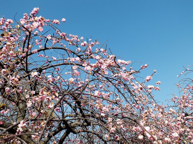 DSCF0279