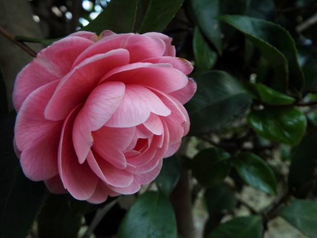 DSCF0017