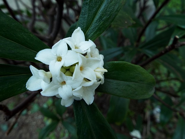 DSCF0036