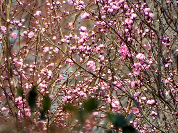 DSCF0182