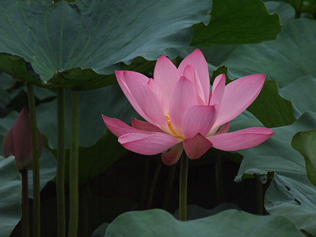 2010_07070241