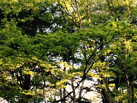 20160507 ブログ軽井沢3