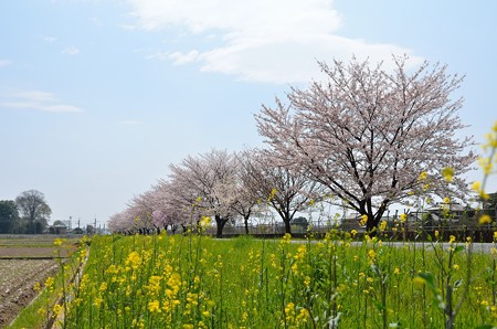 見沼用水の桜並木