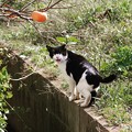 Photos: 後を付いて・・・