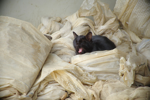 納屋の黒猫ちゃん