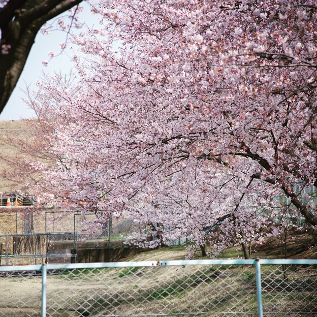 芳野台野球場の桜