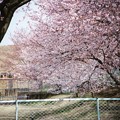 Photos: 芳野台野球場の桜