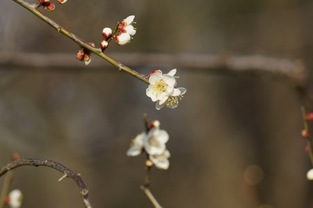 白梅 梅園 水元公園