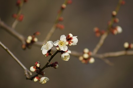 白梅 梅園 水元公園