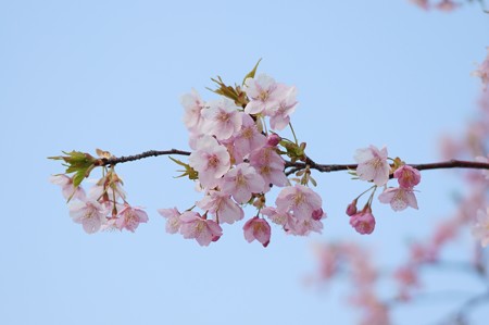 河津桜（カワヅザクラ）